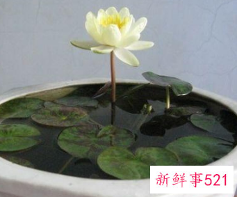 睡莲在家里养有啥风水讲究吗