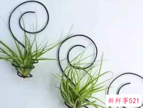 适合桌子上摆的绿植