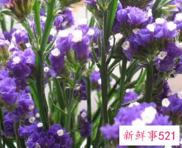 干花满天星适合送什么人