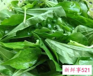 新鲜车前草怎么做好吃