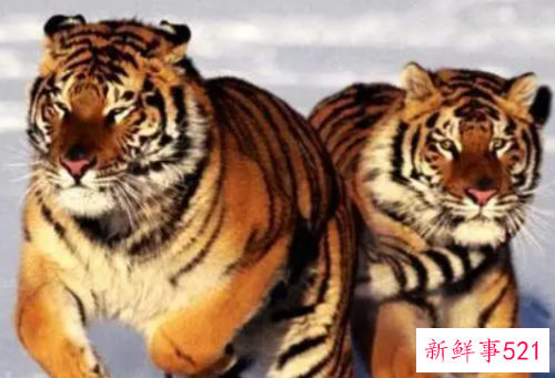 98年属虎女运势如何