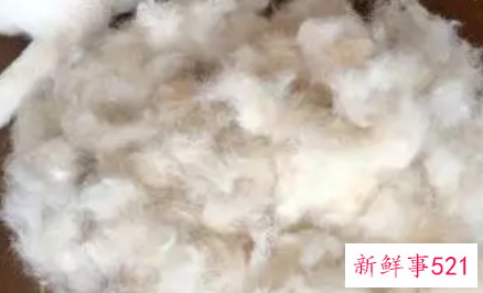 柴犬严重掉毛是为什么