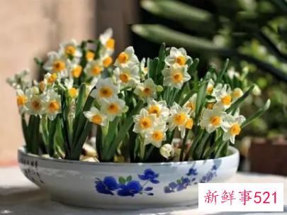 梦见家里有花是什么意思