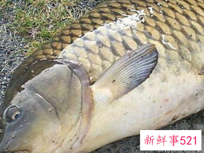 女人梦见抓到很多大鱼又逃走了