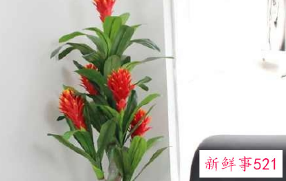 最招财的植物盆栽