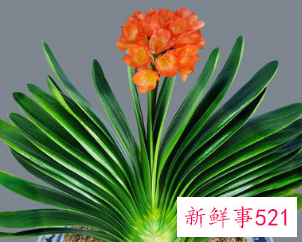 过年了家里摆什么花好