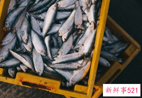 女人梦见抓到很多大鱼又逃走了