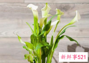 白马蹄莲的养殖方法和注意事项