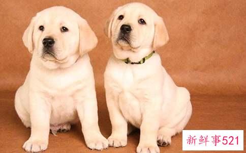 梦到狗生了一窝小狗