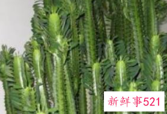 最招财的植物盆栽