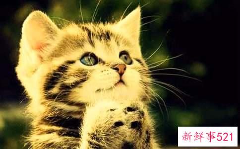 梦见小猫生了好多猫仔