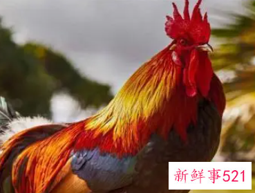 属鸡的做什么生意最旺