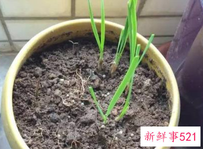 不能使用草木灰的蔬菜