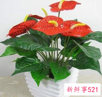 适合桌子上摆的绿植