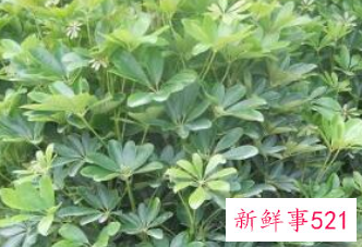 最招财的植物盆栽