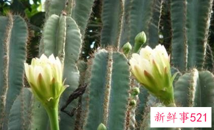 天轮柱顶部腐烂怎么办