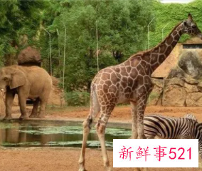 梦见动物园的动物都放出来了