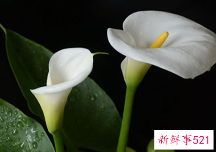 白马蹄莲的养殖方法和注意事项