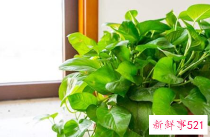 适合桌子上摆的绿植