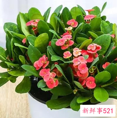 适合桌子上摆的绿植