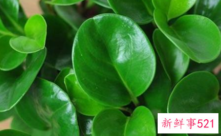 适合桌子上摆的绿植