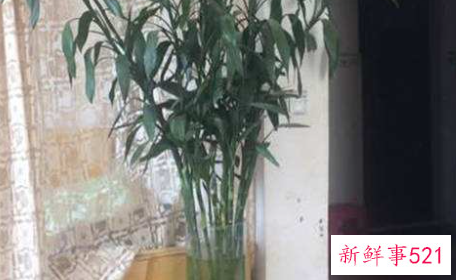 富贵竹怎么养才能长高