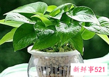 房间霉味太重如何处理