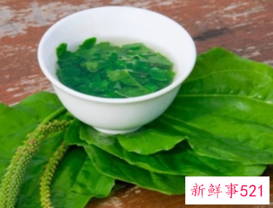 新鲜车前草怎么做好吃