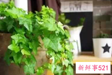 最招财的植物盆栽