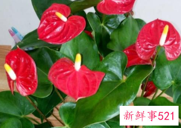 过年了家里摆什么花好