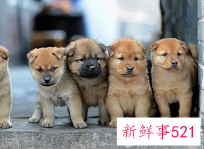 梦到养狗特别乖是什么意思