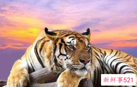 98年属虎女运势如何