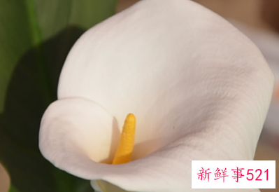 白马蹄莲的养殖方法和注意事项