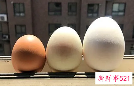 孕妈妈能吃鹅蛋吗