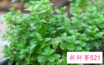 薄荷养殖方法和注意事项有哪些