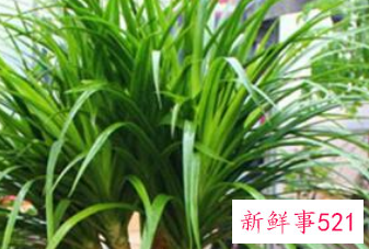 最招财的植物盆栽