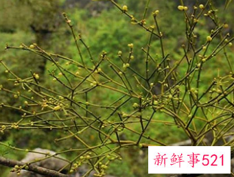 梦见槲寄生开花是什么意思