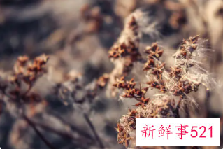 孕妇梦见花枯萎了是什么意思