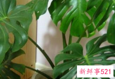 最招财的植物盆栽