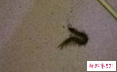 梦见好多蜈蚣寓意