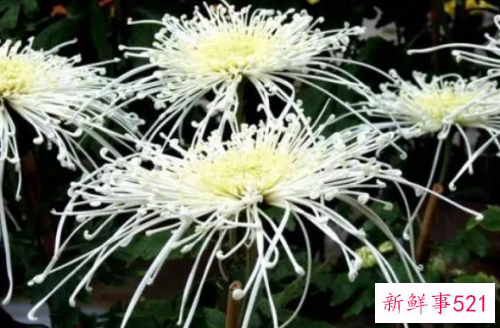 菊花代表什么精神