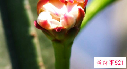 天轮柱顶部腐烂怎么办