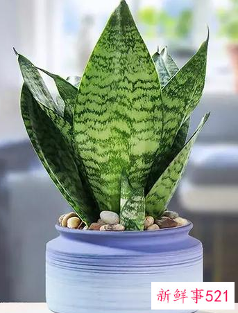 适合桌子上摆的绿植