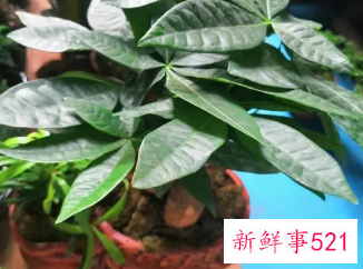 最招财的植物盆栽