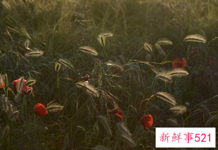 梦见大麻种子有什么征兆