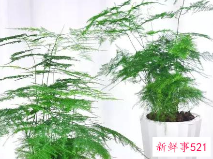 适合桌子上摆的绿植