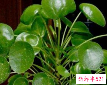 适合桌子上摆的绿植