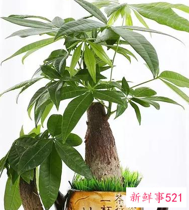 适合桌子上摆的绿植