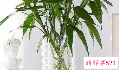 富贵竹怎么养才能长高