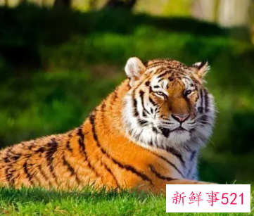 女孩漂亮有涵养的名字属虎